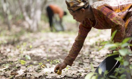 OLAM FOOD INGREDIENTS TO SCALE UP SUSTAINABILITY IN CASHEW SUPPLY CHAINS